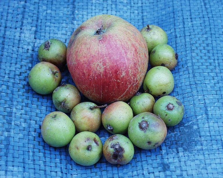Ein Größenvergleich: ein mittelgroßer Apfel und die Früchte des Speierlings. Ein Größenvergleich: ein mittelgroßer Apfel und die Früchte des Speierlings.