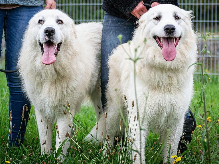 Knut (links) und Yeti: Diese beiden Hunde, die sich derzeit noch im Tierheim in Zell befinden, sollen in der neuen Staffel von 'Die Unvermittelbaren' ein neues Zuhause finden.