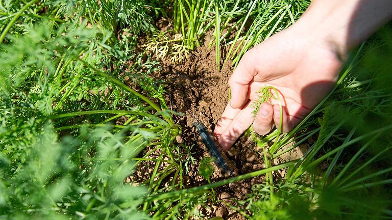 Der Bewässerungsschlauch liegt im Boden: Alle 30 Zentimeter ist ein Loch, aus dem 500 Milliliter Wasser pro Stunde tropfen.&nbsp;