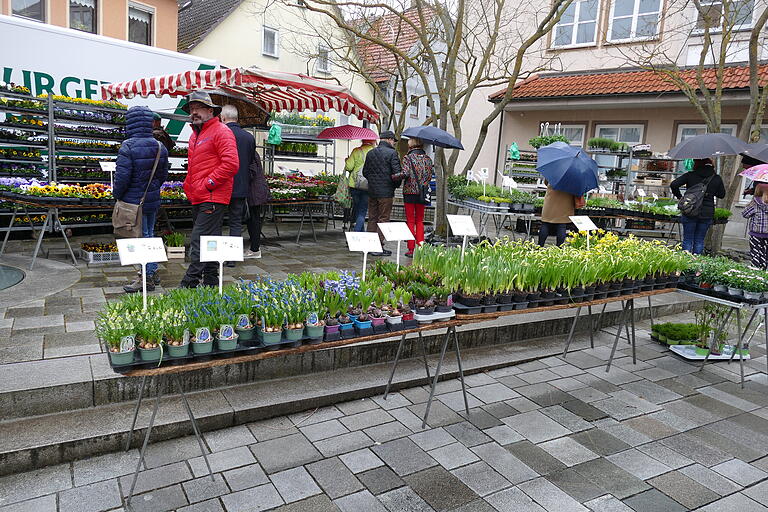 Bunte Frühlingsblüher lockten am Linsenbrunnplatz die Käufer