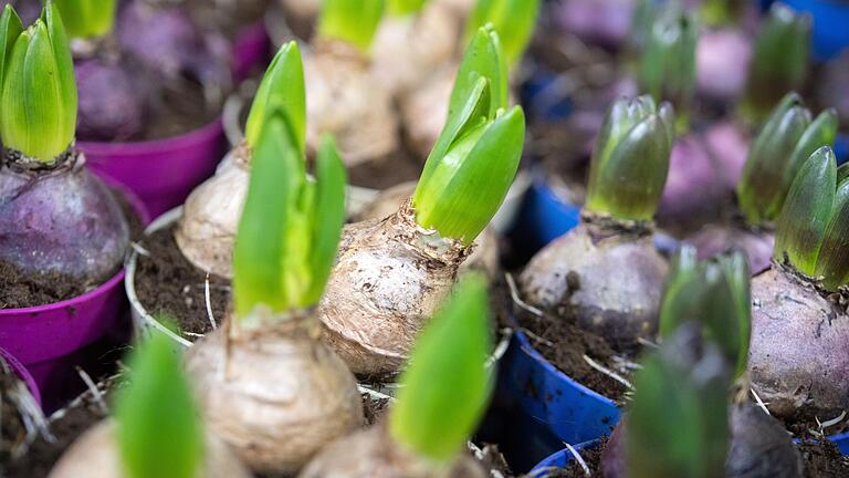 Hyazinthen sorgen für eine frühe Blütenpracht. Hyazinthen sorgen für eine frühe Blütenpracht.