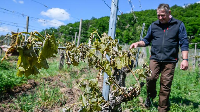 Manfred Baumann aus Handthal (Lkr. Schweinfurt) hat elf Hektar Weinberg - gut die Hälfte davon sei in der Nacht auf Dienstag vom Frost angegriffen worden, je nach Lage seien sogar bis zu 80 Prozent der Triebe erfroren, berichtet der Winzer.