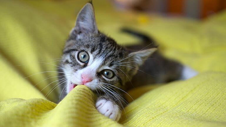 Verspielte Katze liegt auf einer Decke       -  Auch wenn das Foto noch so niedlich ist - wo das Tier herkommt oder wie sein Gesundheitszustand ist, erkennt man darauf nicht.