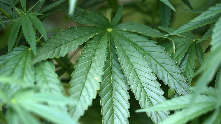 Hanf-Pflanzen (Cannabis): Luxemburgs Regierung verfolgt seit einiger Zeit Pläne, den Anbau, Verkauf und Konsum zum persönlichen Gebrauch zu legalisieren. Foto: Oliver Berg/dpa - In Deutschland ist Cannabis jetzt legal. Hanf-Pflanzen (Cannabis): Luxemburgs Regierung verfolgt seit einiger Zeit Pläne, den Anbau, Verkauf und Konsum zum persönlichen Gebrauch zu legalisieren. Foto: Oliver Berg/dpa - In Deutschland ist Cannabis jetzt legal.
