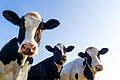 Holstein cows in the pasture       -  Symbolbild: Kühe