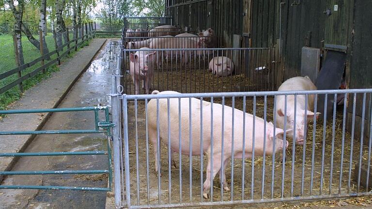 Sauen im Auslauf: In Bad Mergentheim findet am 6. Dezember, um 10 Uhr die jährliche Schweinefachtagung statt.