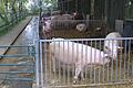 Sauen im Auslauf: In Bad Mergentheim findet am 6. Dezember, um 10 Uhr die jährliche Schweinefachtagung statt.