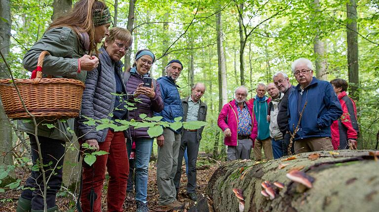 Totholz spielt eine wichtige Rolle im Pilzschutzgebiet. Hier können sich Pilzarten ansiedeln, die es sonst nur selten zu sehen gibt – so wie der Laubholz-Harzporling. Totholz spielt eine wichtige Rolle im Pilzschutzgebiet. Hier können sich Pilzarten ansiedeln, die es sonst nur selten zu sehen gibt – so wie der Laubholz-Harzporling.