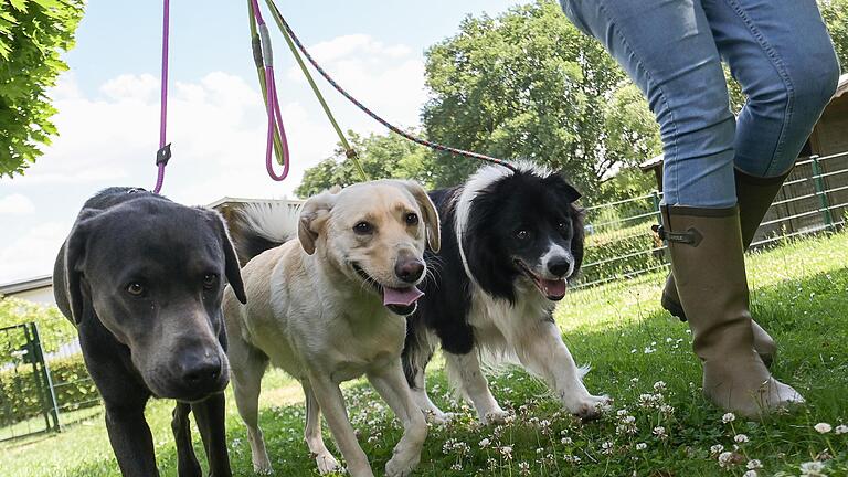 Der Gemeinderat Maßbach hat jetzt Plänen einer Hundezucht und Hundepension vorläufig eine Absage erteilt. Zu viele Fragen waren noch offen.       -  Der Gemeinderat Maßbach hat jetzt Plänen einer Hundezucht und Hundepension vorläufig eine Absage erteilt. Zu viele Fragen waren noch offen.