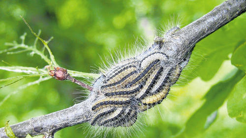 Auf der Suche nach Nahrung hat der Eichenprozessionsspinner im Hörnauer Wald mittlerweile die kahl und licht gefressenen Baumkronen verlassen und sich hinunter bis zu den Ästen in Bodennähe begeben. Seinen Namen verdankt der Nachtfalter übrigens der Eigenart seiner Raupen, sich zur Nahrungssuche stets prozessionsartig hinter- oder nebeneinander zu bewegen, wie auf dem Bild gut zu sehen ist.