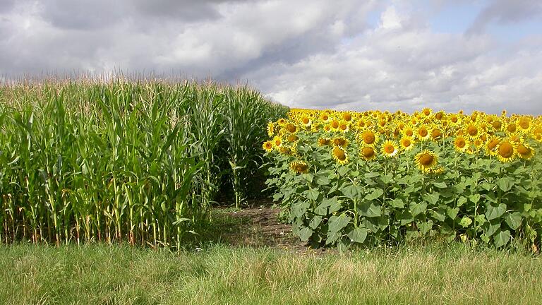 Etwa einen Kilometer nordwestlich von Bad Königshofen trifft man die beiden Früchte mal
nebeneinander Mais und Sonnenblumen. Die beiden Kulturen werden
erst im September geerntet und lassen einen guten Ertrag erwarten. Etwa einen Kilometer nordwestlich von Bad Königshofen trifft man die beiden Früchte mal
nebeneinander Mais und Sonnenblumen. Die beiden Kulturen werden
erst im September geerntet und lassen einen guten Ertrag erwarten.