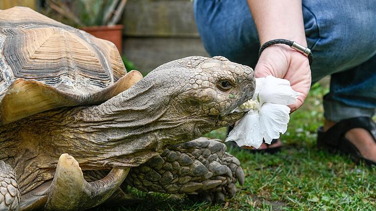Otto ist eine Afrikanische Spornschildkröte und mit 45 Kilo das Schwergewicht in der Auffangstation für Landschildkröten. Blütenblätter frisst er besonders gerne. Otto ist eine Afrikanische Spornschildkröte und mit 45 Kilo das Schwergewicht in der Auffangstation für Landschildkröten. Blütenblätter frisst er besonders gerne.