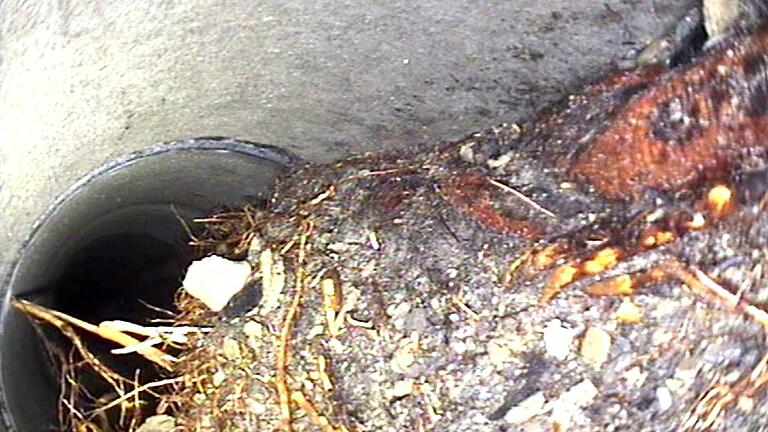 Bilder von der Kamerabefahrung zeigen Wurzeleinwuchs in den Kanal in Zeilitzheim: auch wenn man die Wurzeln beschneidet, werden sie laut Fachmann in geraumer Zeit wieder wachsen und den Kanal beengen.