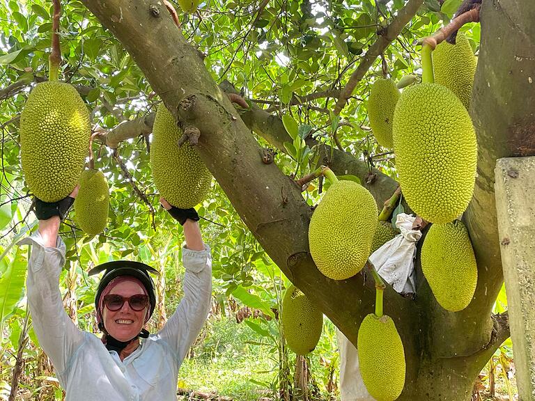 Die größte Obstsorte der Welt: Die schmackhafte Jackfrucht.