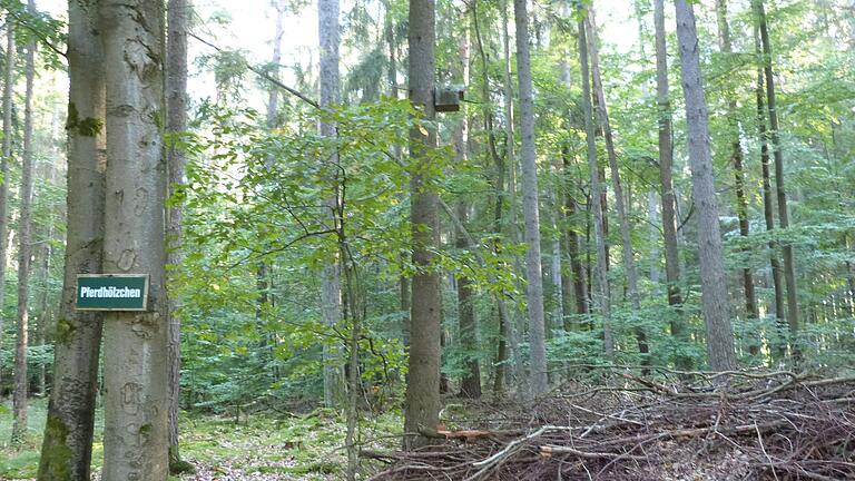 Der Wald der Gemeinde Esselbach wird auch weiterhin von Förstern des Amts für Ernährung, Landwirtschaft und Forsten betreut. Das Foto zeigt eine Aufnahme aus dem Revier 'Pferdshölzchen' auf Steinmarker Gemarkung.