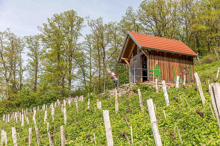  Jahrhunderte der Weinbaugeschichte live erleben – im Geschichtsweinberg in der Iphöfer Weinlage Julius-Echter-Berg am Schwanberg ist das möglich. Und vom Weinbergshäuschen aus erschließt sich ein herrlicher Blick auf Iphofen und die Weinberge. Jahrhunderte der Weinbaugeschichte live erleben – im Geschichtsweinberg in der Iphöfer Weinlage Julius-Echter-Berg am Schwanberg ist das möglich. Und vom Weinbergshäuschen aus erschließt sich ein herrlicher Blick auf Iphofen und die Weinberge.