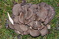 Dieser Pilz wurde in der Flur von Herlheim entdeckt. Ein Pilzexperte hat ihn jetzt bestimmt.