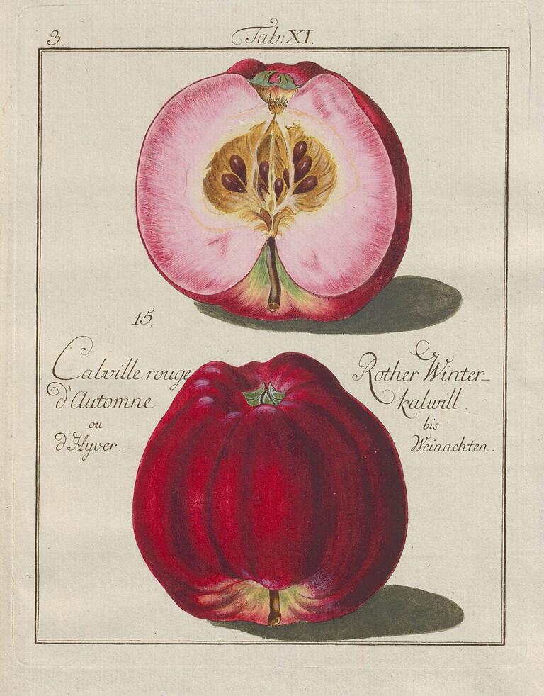 Abbildung des Roter Winterkalvill aus der 'Pomona Franconica'. Abbildung des Roter Winterkalvill aus der 'Pomona Franconica'. 