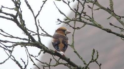 Der Kirschkernbeißer macht sich eher rar am Vogelhaus.       -  Der Kirschkernbeißer macht sich eher rar am Vogelhaus.