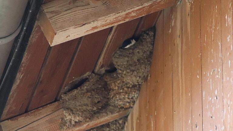 Ein Jungvogel guckt aus dem Nest, das Mehlschwalben unter der Traufe des leer stehenden Stallgebäudes gebaut haben.&nbsp;