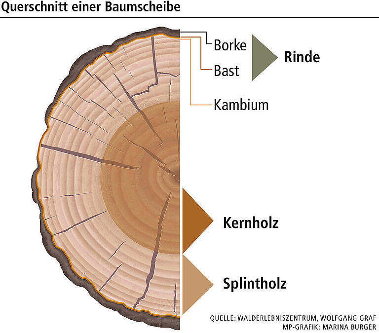 Wie erkläre ich meinem Kind, dass die Bäume sterben? 4 Tipps vom Förster und Waldpädagogen in Rimpar Wie erkläre ich meinem Kind, dass die Bäume sterben? 4 Tipps vom Förster und Waldpädagogen in Rimpar