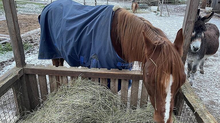 Das Heu muss für Pferd und Esel reichen. Das Heu muss für Pferd und Esel reichen.