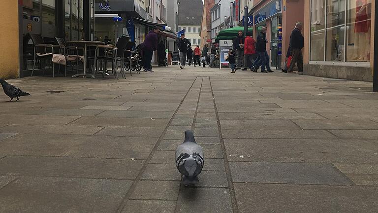 Symbolisch: Die Stadttaube auf der Suche nach Nahrung in den Straßen Schweinfurts. Das Bild entstand im Frühsommer 2020.&nbsp;