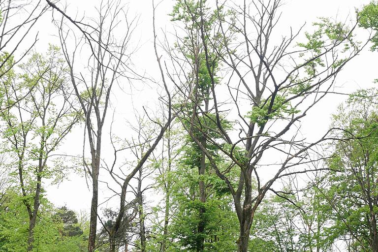 Im Wald der Gemeinde Greußenheim und an vielen anderen Stellen im Landkreis Würzburg prägen vertrocknete Baumkronen und kahle Stellen das Waldbild. Im Wald der Gemeinde Greußenheim und an vielen anderen Stellen im Landkreis Würzburg prägen vertrocknete Baumkronen und kahle Stellen das Waldbild.