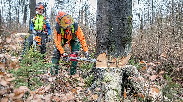 Die letzten Momente im Leben eines Baumes: Nachdem Forstwirt Michael Albert (rechts) im Wald bei Schönderling (Lkr. Bad Kissingen) diesen ferngesteuerten Keil am angesägten Stamm angesetzt hat, wird die Buche fallen. Dann beginnt für ihr Holz ein bisweilen weiter Weg.