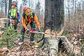 Die letzten Momente im Leben eines Baumes: Nachdem Forstwirt Michael Albert (rechts) im Wald bei Schönderling (Lkr. Bad Kissingen) diesen ferngesteuerten Keil am angesägten Stamm angesetzt hat, wird die Buche fallen. Dann beginnt für ihr Holz ein bisweilen weiter Weg.