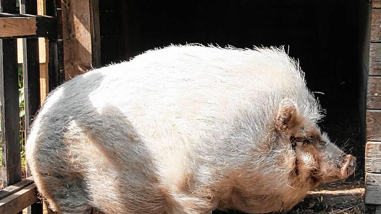 Lebt auf dem Kleinen Gnadenhof: Hängebauchschwein Maya.