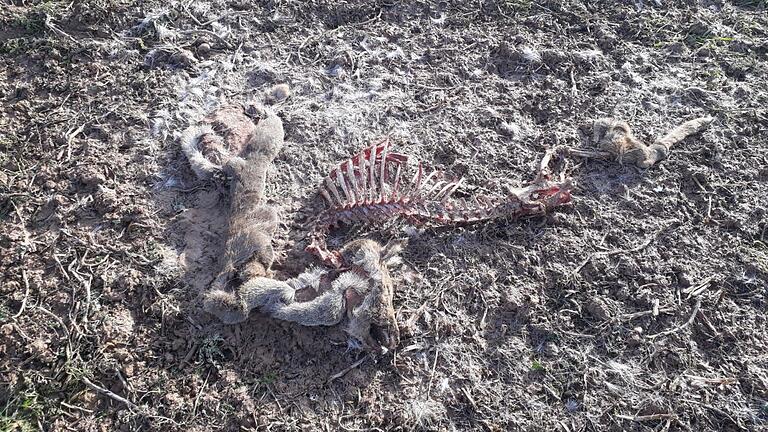 Nur noch Knochen und Fell waren übrig von dem Reh, das in dem Wiesenfelder Revier gerissen wurde. Jäger Günther Ruf hat es am vergangenen Samstag entdeckt.