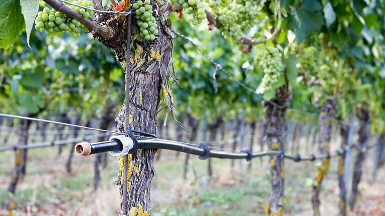 Tröpfchenbewässerung im Weinberg bei Nordheim: Auch Iphofen will mithilfe staatlicher Fördergelder ein solches System installieren.