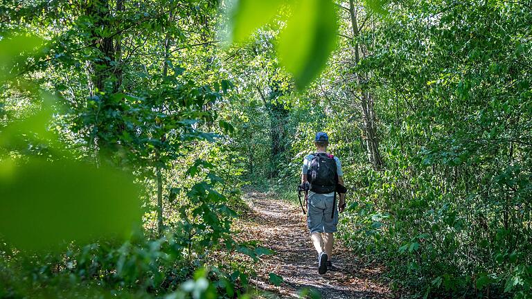 &nbsp;Die Tour führt etappenweise immer mal wieder durch den Wald.