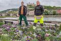 Burkhard Sebold (links) und Paul Weißenberger in einem Blumenbeet am Mainkai am Alten Kranen. Sie und ihre Kollegen und Kolleginnen vom Gartenamt sind für die schönen Blumenbeete in Würzburg.&nbsp;