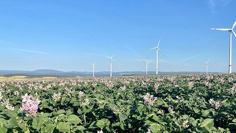 Die Kartoffelbestände der Familie Zwierlein bei Hollstadt in voller Blüte. Harald Zwierlein rechnet in 2023 mit einer größeren Erntemenge als 2022. Die Kartoffelbestände der Familie Zwierlein bei Hollstadt in voller Blüte. Harald Zwierlein rechnet in 2023 mit einer größeren Erntemenge als 2022.