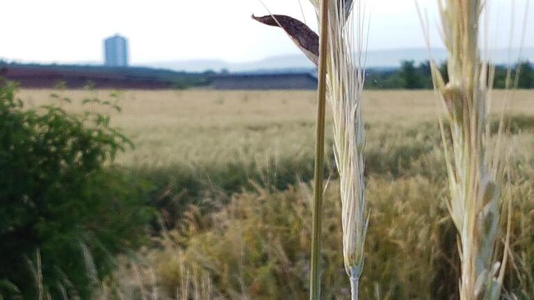 Giftiges Mutterkorn im Roggenfeld       -  Mutterkorn auf einem Weizenfeld oberhalb von Dittelbrunn. In Hintergrund zeigt sich das Hochhaus am Schweinfurter Wildpark.