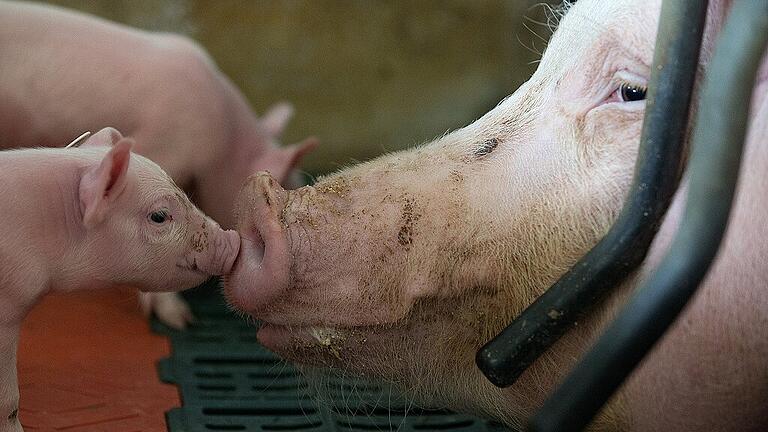 Schweinemast in Schleswig - Holstein       -  Auch die Ferkelerzeuger und Besitzer von Schweinemastbetrieben können und müssen dazu beitragen, den Ammoniakausstoß in der Landwirtschaft zu reduzieren.