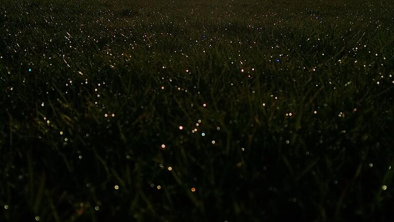 Ohne die Sonne gäbe es auf der Erde kein Leben. Leider wird unser Zentralgestirn oft in den Hintergrund gerückt. Lichtspiele im Gras.