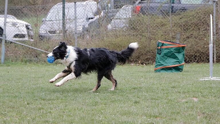 Der Border Collie wird mit seinem Spielzeug für die richtig ausgeführten Kommandos belohnt und gelobt.&nbsp;