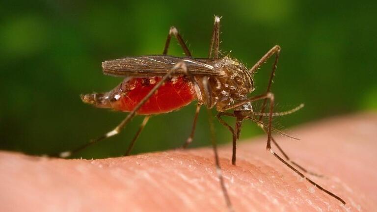 Die Asiatische Tigermücke wurde schon in Süddeutschland, am Oberrhein und in Bayern wiederholt gesichtet. Foto: James Gathany/Centers for Disease Control       -  Die Asiatische Tigermücke kann das West-Nil-Virus übertragen.