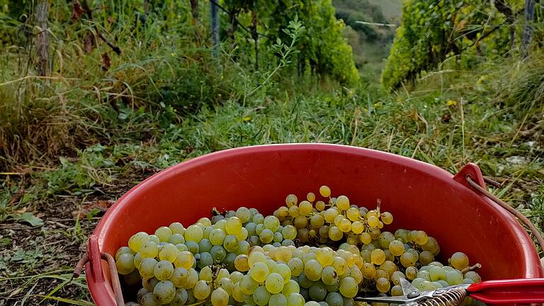 Die ersten Trauben der Weinernte bei der Eröffnung der Weinlese - Die ersten Trauben der Weinernte bei der Eröffnung der Weinlese Die ersten Trauben der Weinernte bei der Eröffnung der Weinlese - Die ersten Trauben der Weinernte bei der Eröffnung der Weinlese