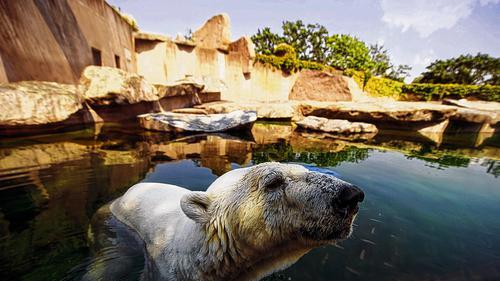 Gehören laut Tierschützer nicht in den Zoo: Fast alle weisen laut Artenschutzexperten Verhaltensstörungen auf. DPA Gehören laut Tierschützer nicht in den Zoo: Fast alle weisen laut Artenschutzexperten Verhaltensstörungen auf. DPA