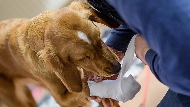 Ein verletzter Hund       -  (Symbolfoto).