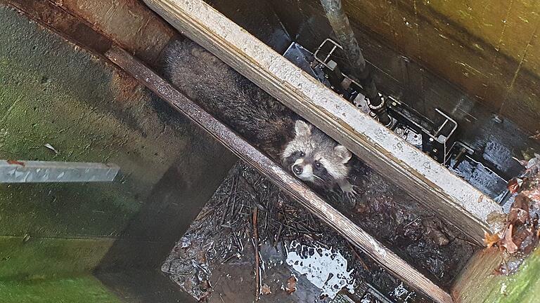 In einem Wasserschacht ist in Gerolzhofen ein Waschbär steckengeblieben. Die Feuerwehr befreite das Tier.