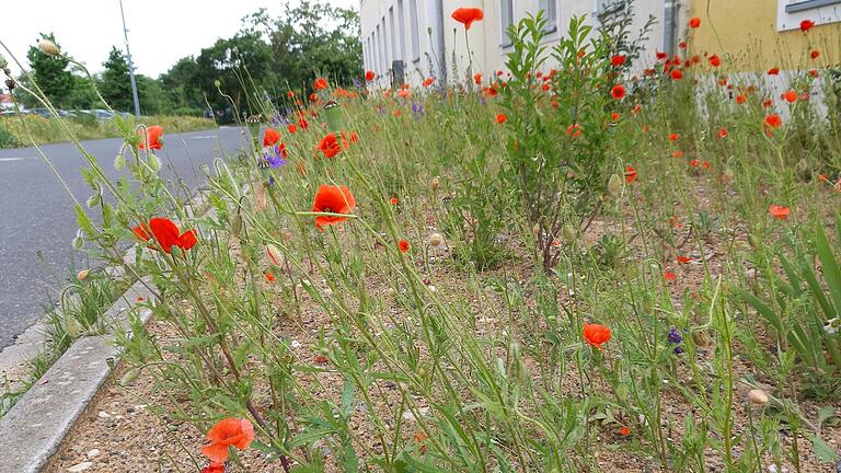 Klatschmohn dominiert die Fläche im ersten Jahr nach der Aussaat. Klatschmohn dominiert die Fläche im ersten Jahr nach der Aussaat.
