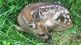 Brut- und Setzzeit in Feld und Flur: Wildtiere wie Kitze oder Junghasen würden oft Opfer von freilaufenden Hunden, warnt der Bayerische Jagdverband.