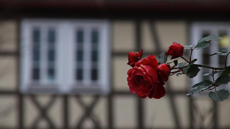 Rose am Kirchplatz in Lohr