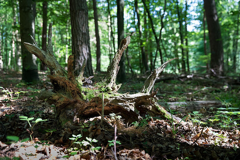 Idyll für Pilze und Insekten: Was umkippt, bleibt liegen.