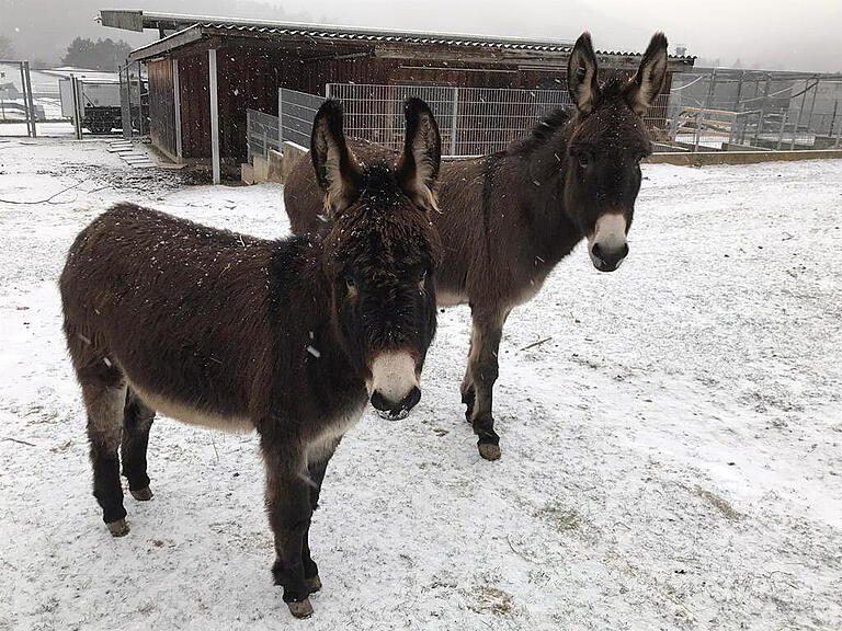 Sie sind die Stars bei den jungen Besuchern: Die Esel im Rauchzoo in Freudenberg. Sie sind die Stars bei den jungen Besuchern: Die Esel im Rauchzoo in Freudenberg.